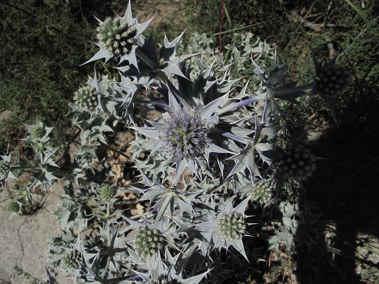 Eryngium maritimum
